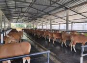 Kuota Pengiriman Cepat Habis, Distan Pangan Bali Pastikan Pengeluaran Sapi Berdasarkan Analisis Populasi