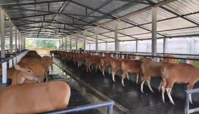 Kuota Pengiriman Cepat Habis, Distan Pangan Bali Pastikan Pengeluaran Sapi Berdasarkan Analisis Populasi